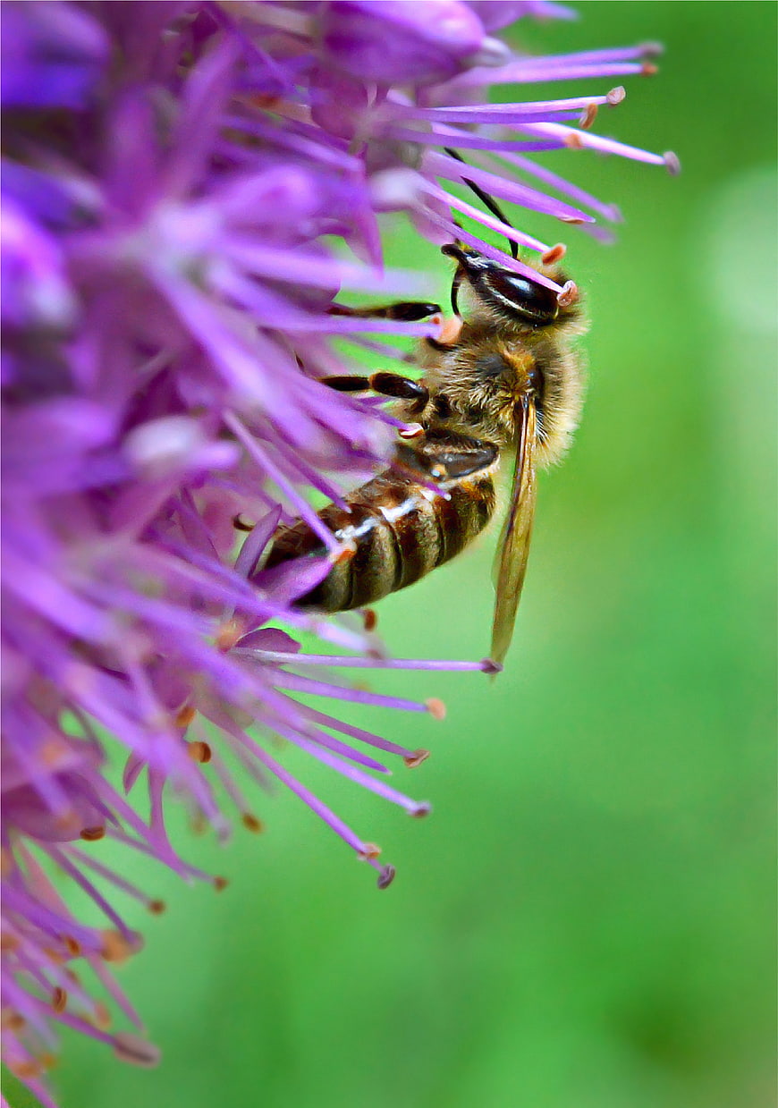 Close-up of a Honey Bee on a Purple Flower
