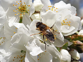 Hoverfly on White Blossoms Macro Nature Photography