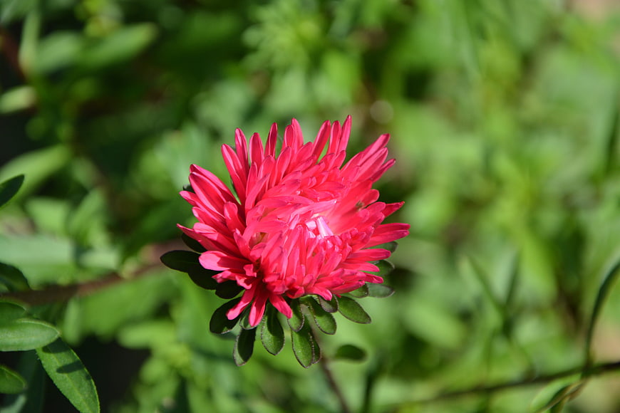 Vibrant Pink Aster Flower in Green Garden