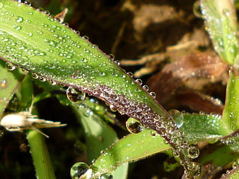 Macro photography of dew drops on a green leaf