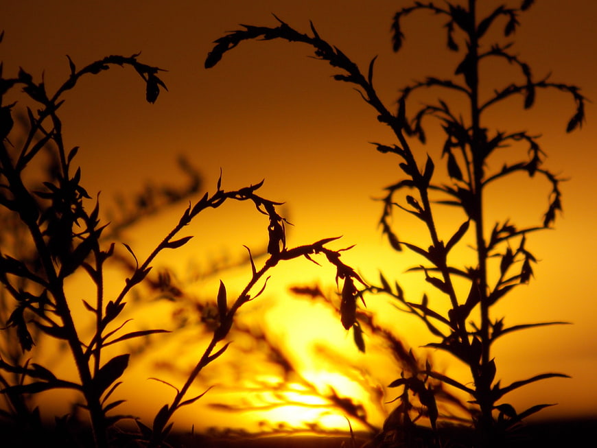 Silhouette of Wild Plants Against Golden Sunset Sky
