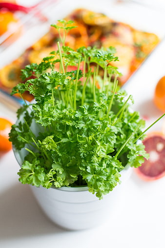 Fresh Parsley in White Bowl with Oranges