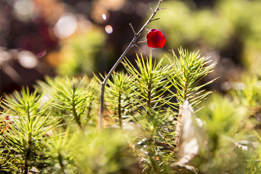 Red rose hip berry on pine branch in sunlight