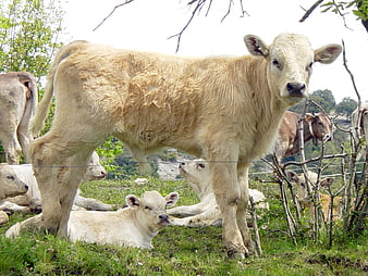 Blonde Calf Standing In Pasture With Resting Calves