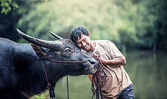 Asian farmer embracing water buffalo in rural countryside