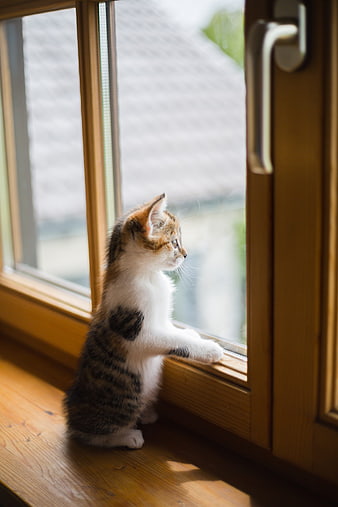 Cute Calico Kitten Looking Out Wooden Window