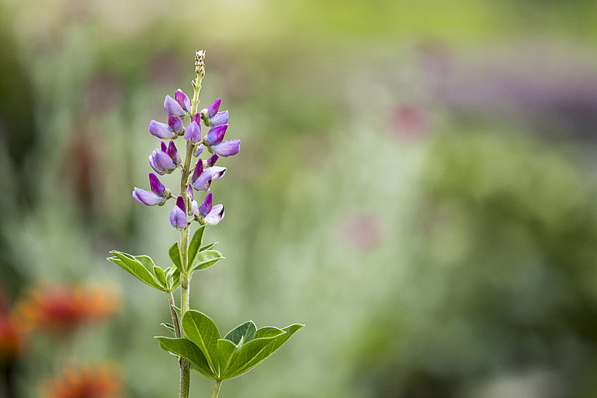 Purple Lupine Flower with Green Leaves and Blurred Background