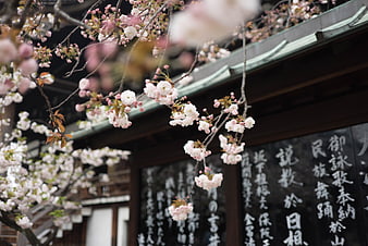 Cherry Blossoms Blooming in Front of Traditional Japanese Temple