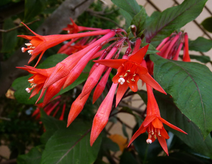 Vibrant Red Fuchsia Flowers Hanging in Garden
