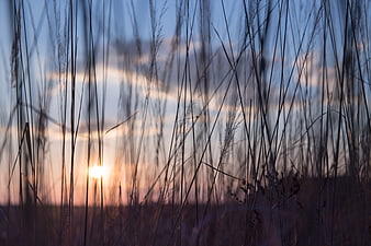 Silhouetted tall grass against a soft sunset sky
