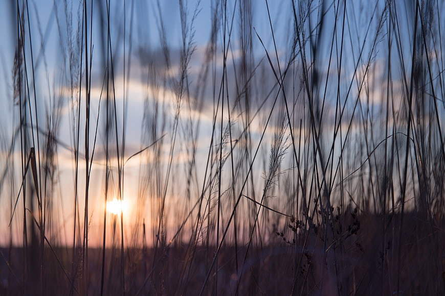 Silhouetted tall grass against a soft sunset sky