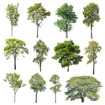 Collection of Isolated Deciduous Trees on White Background