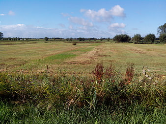 Wide grassland field with blue sky and clouds in Netherlands