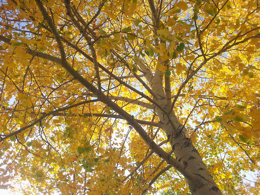 Low angle view of birch tree with yellow autumn leaves against blue sky