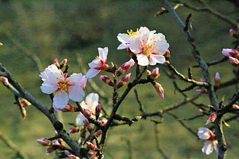 Pink Almond Blossoms on Branches in Spring