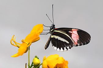 Black Pink and White Butterfly on Yellow Flower