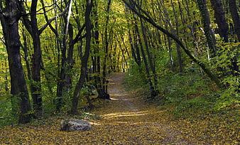 Sunlit Forest Path in Autumn with Yellow Leaves