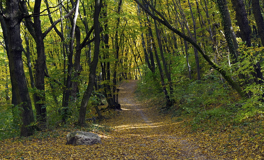 Sunlit Forest Path in Autumn with Yellow Leaves