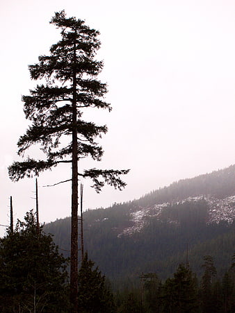 Tall Pine Tree Silhouette Against Misty Mountain Forest