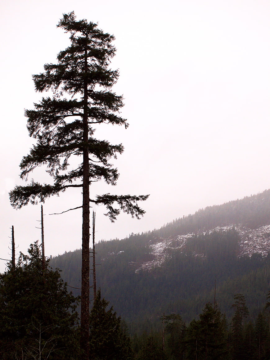 Tall Pine Tree Silhouette Against Misty Mountain Forest