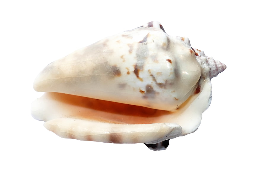 White and Brown Seashell Isolated on White Background