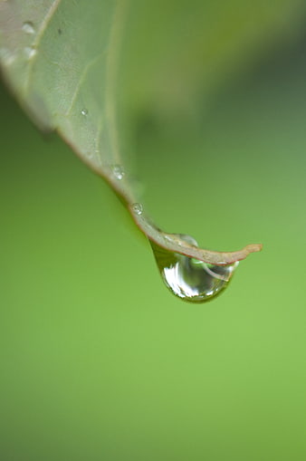 Macro water droplet hanging from green leaf tip
