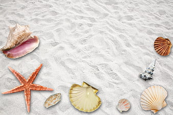 Seashells and Starfish on White Sand Background