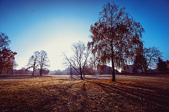 Sunlit Autumn Park with Trees and Blue Sky