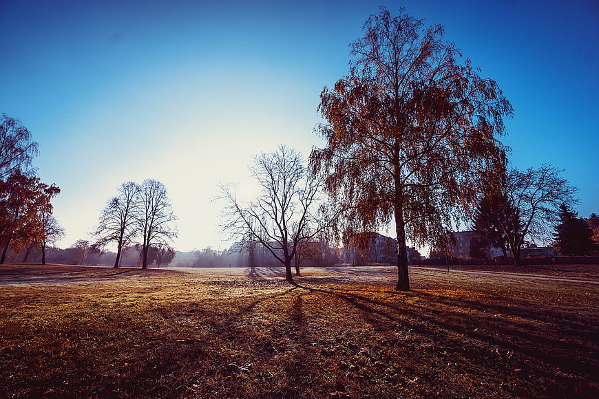 Sunlit Autumn Park with Trees and Blue Sky