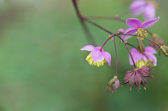 Close-up of delicate pink wildflowers with yellow centers