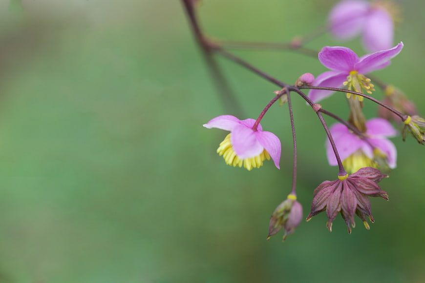 Close-up of delicate pink wildflowers with yellow centers