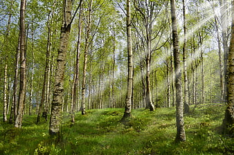 Sunlit Birch Forest with Green Undergrowth and Sunbeams