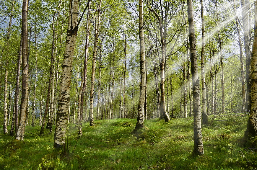 Sunlit Birch Forest with Green Undergrowth and Sunbeams