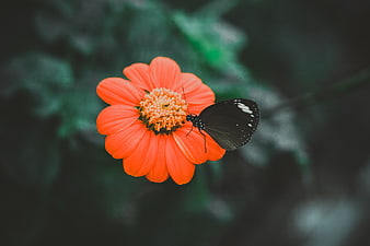 Black Butterfly on Vibrant Orange Flower