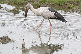 Asian Openbill Stork Walking in Shallow Wetland Water