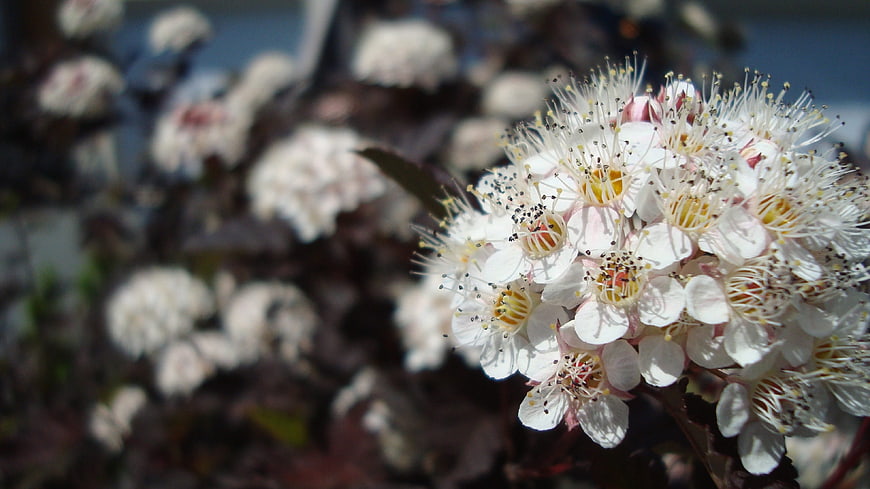 Close-up of white cherry blossoms with dark foliage background
