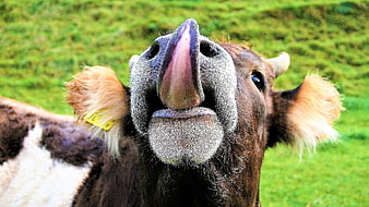 Close-up of a cow licking its nose in a green pasture