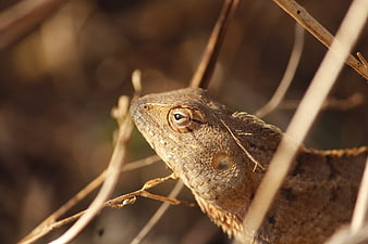 Close-up of a brown lizard head in dry grass