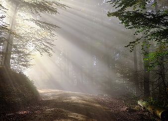 Misty forest path with dramatic sunbeams and morning fog