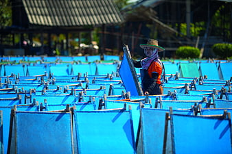 Woman worker drying fish on blue trays in Thailand