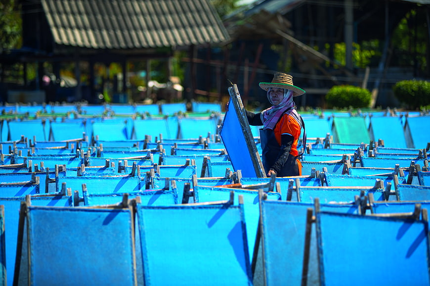 Woman worker drying fish on blue trays in Thailand