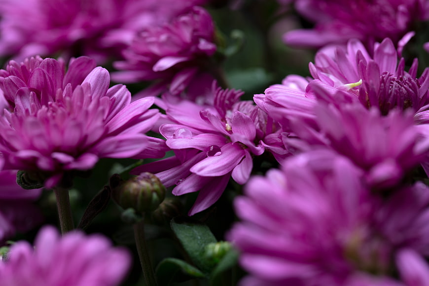 Close-up of vibrant purple chrysanthemums with dew drops