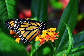 Monarch Butterfly on Orange Lantana Flower