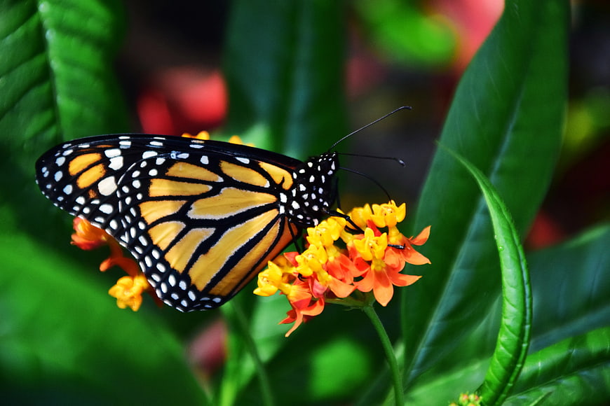Monarch Butterfly on Orange Lantana Flower