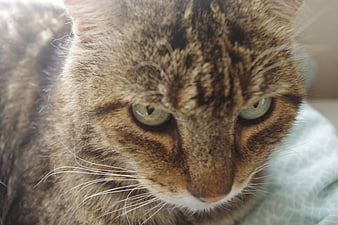 Close-up Portrait of a Tabby Cat with Green Eyes