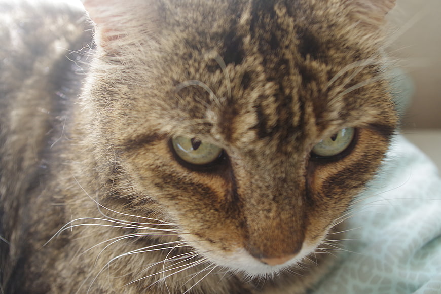 Close-up Portrait of a Tabby Cat with Green Eyes
