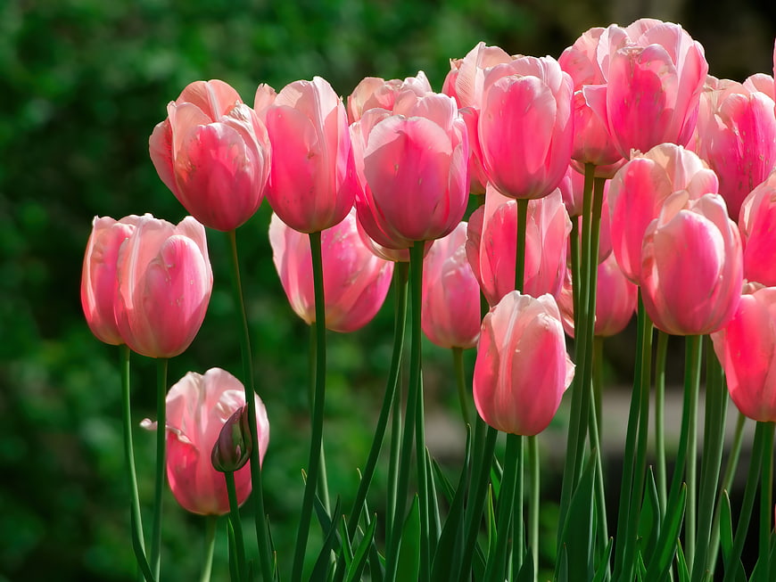 Vibrant Pink Tulips Blooming in a Garden