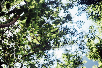 Sunlit green leaves against a bright blue sky with bokeh