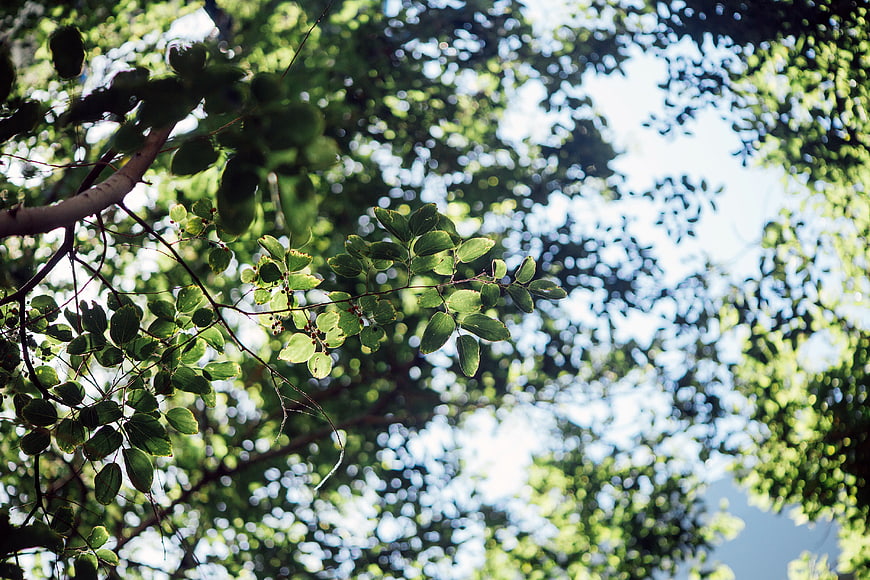 Sunlit green leaves against a bright blue sky with bokeh