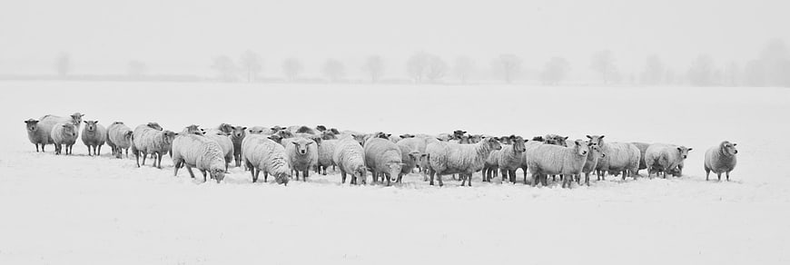 Flock of sheep standing in a snowy winter field